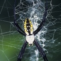 Argiope sp 1