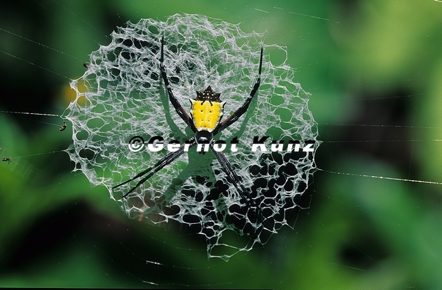 Argiope_sp_2.jpg