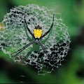 Argiope sp 2