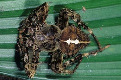 Eriophora 1