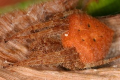 Eriophora 3