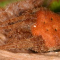 Eriophora 3