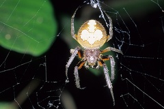 Eriophora 6 001