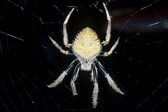 Eriophora 7