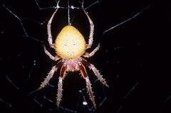 Eriophora 8