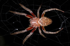 Eriophora  sp  1 2