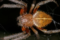 Eriophora fuliginea 1