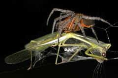 Eriophora fuliginea 9 1
