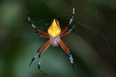Eriophora nephiloides 1 2