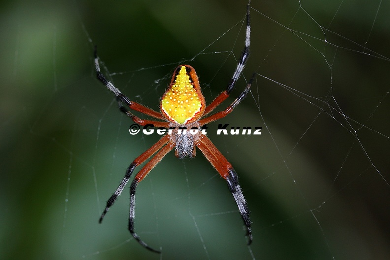 Eriophora_nephiloides_1_2.jpg