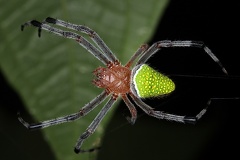 Eriophora nephiloides 7 2