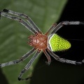 Eriophora nephiloides 7 2