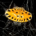 Gasteracantha cancriformis 1 2