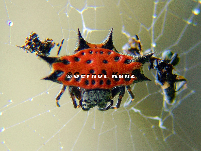 Gasteracantha_cancriformis_4_2.JPG