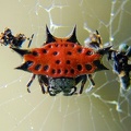 Gasteracantha cancriformis 4 2