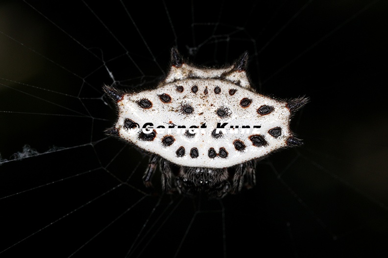Gasteracantha_cancriformis_5_2.jpg