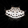 Gasteracantha cancriformis 5 2
