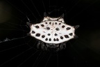 Gasteracantha cancriformis 5 2