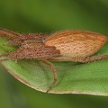 Larinia directa1 2