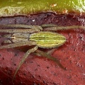 Larinia directa 8 2