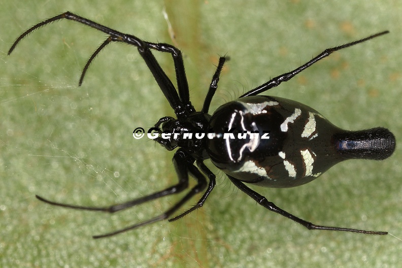 Witica_crassicaudus7.jpg