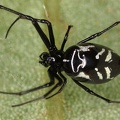 Witica crassicaudus7