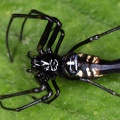 Witica sp 2 2