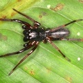 Corinnidae indet  2 2