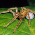 Cupiennius coccineus W8 4