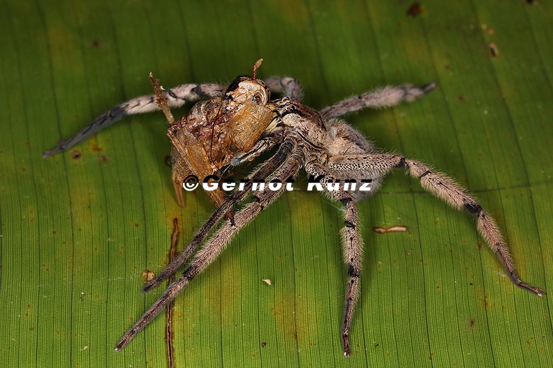 Cupiennius_getazi_5_2.jpg