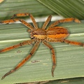 Cupiennius getazi W2 2