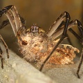 Cupiennus sp  1 2