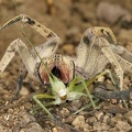 Phoneutria boliviensis  Brazilian Wandering Spider 2 2