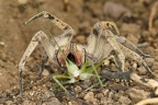 Phoneutria boliviensis  Brazilian Wandering Spider 2 2