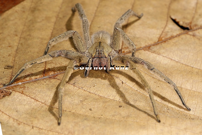 Phoneutria boliviensis Brazilian Wandering Spider 3 2 - Phoneutria_boliviensis__Brazilian_Wandering_Spider_3_2.jpg Phoneutria_boliviensis__Brazilian_Wandering_Spider_3_2.jpg