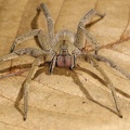 Phoneutria boliviensis  Brazilian Wandering Spider 3 2