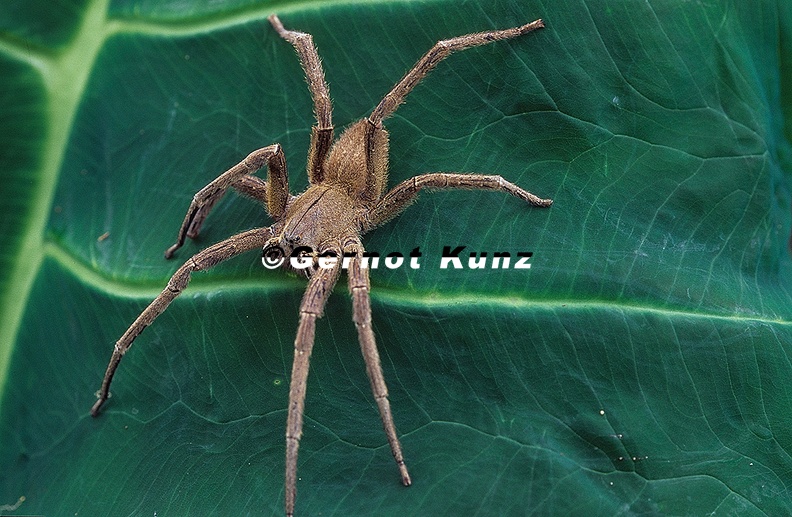 Phoneutria boliviensis Brazilian Wandering Spider 4 2 - Phoneutria_boliviensis__Brazilian_Wandering_Spider_4_2.jpg Phoneutria_boliviensis__Brazilian_Wandering_Spider_4_2.jpg