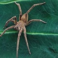 Phoneutria boliviensis  Brazilian Wandering Spider 4 2