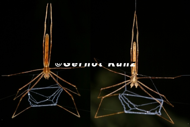 Deinopis longipes1 - Deinopis_longipes1.jpg Deinopis_longipes1.jpg