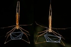 Deinopis longipes1