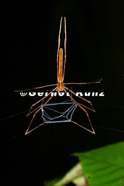Deinopis_longipes_2_2.JPG