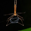 Deinopis longipes 2 2