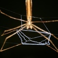 Deinopis longipes 3 2