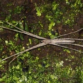 Deinopis longipes 5 2