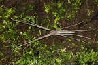 Deinopis longipes 5 2