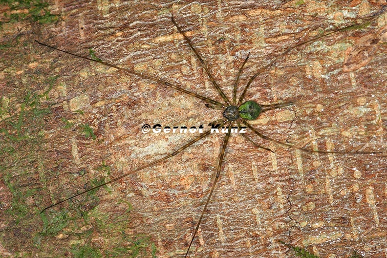 Neotama sp M8 2 - Neotama_sp_M8_2.jpg Neotama_sp_M8_2.jpg