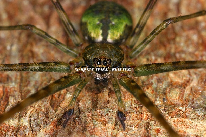 Neotama sp M 9 2 - Neotama_sp_M_9_2.jpg Neotama_sp_M_9_2.jpg