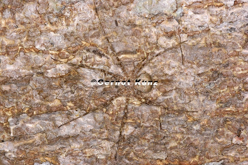 Neotama_sp__1_1.jpg