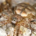 Neotama sp  2 3