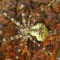 Neotama sp  4 2